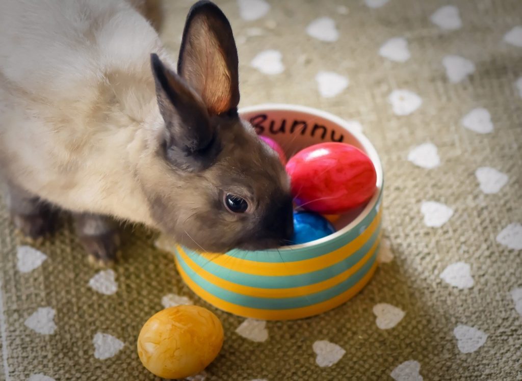 easter bunny, easter, dwarf rabbit